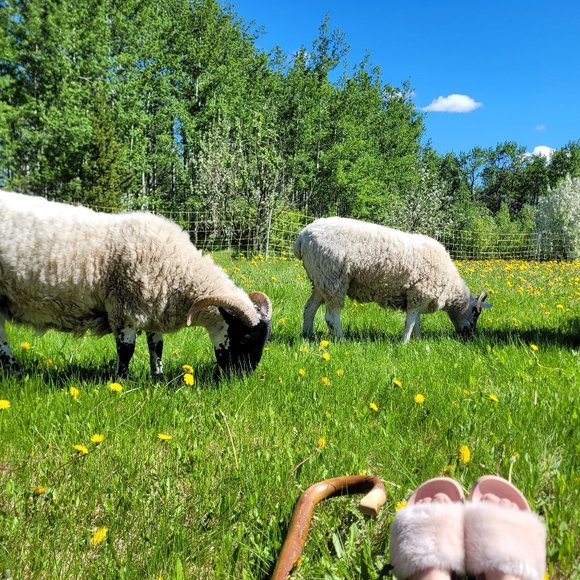 Meet your Posher, Liv - Picture 2 of 10